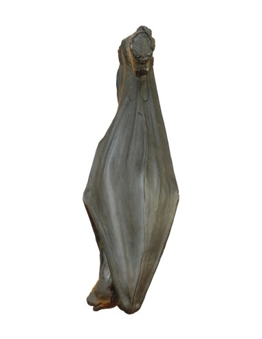 LONGLIFE DIANA 3D MURCIÉLAGO COLGANTE