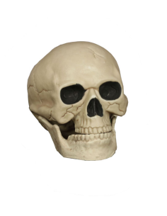 CAVEIRA HUMANA 21 CM