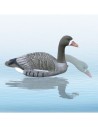 HUNT WHITE FRONT GOOSE (UN)